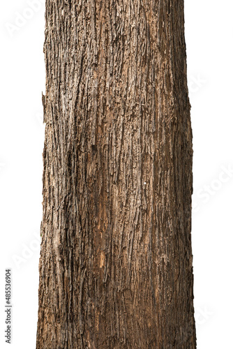 Trunk of teak tree isolated on white background. © Tanes