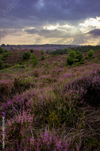 Thick clouds over the purple-filled moor in the Pos . nature park