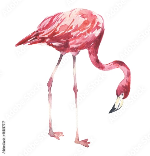 Watercolour pink flamingo with bent neck isolated on white. Watercolor illustration.