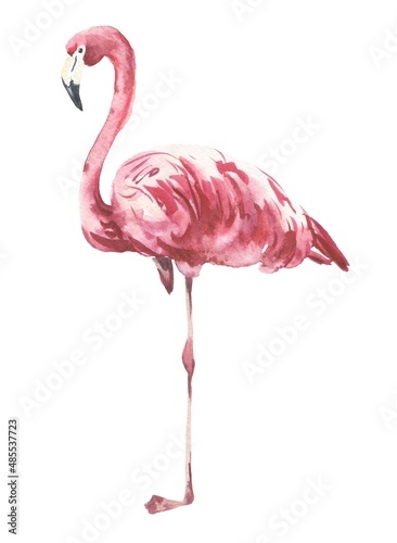 Watercolour pink flamingo isolated on white background. Watercolor illustration. © Ann Lou