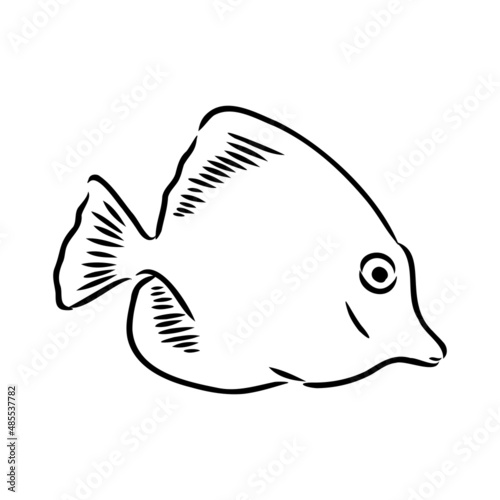 goldfish , hand drawing, vector illustration isolated on white background aquarium fish vector