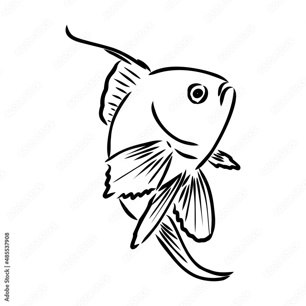 goldfish , hand drawing, vector illustration isolated on white ...