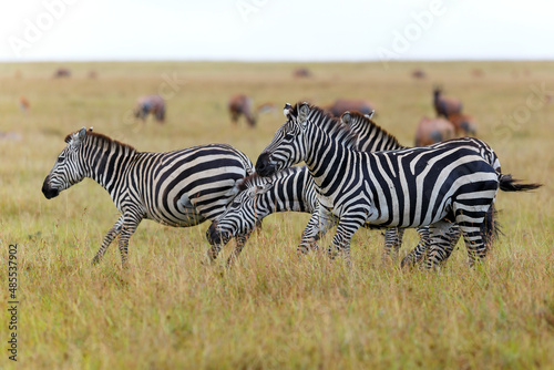 Zebra family running on the savanne of the Masai Mara Game Reserve in Kenya