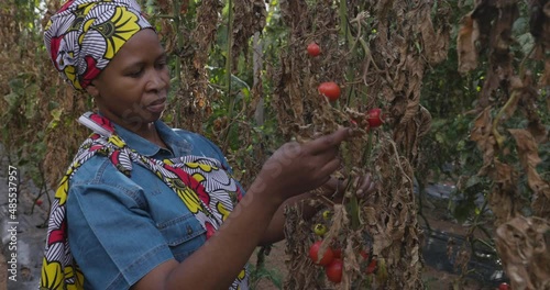 Close-up Black African female farmer in traditional clothing examining tomato crops decimated by an invasive tomato leaf miner moth photo