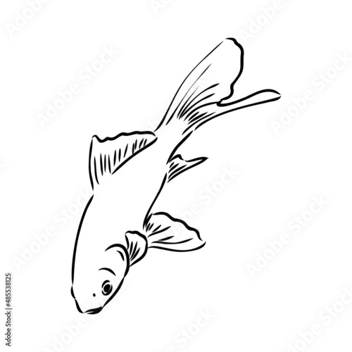 goldfish , hand drawing, vector illustration isolated on white background aquarium fish vector