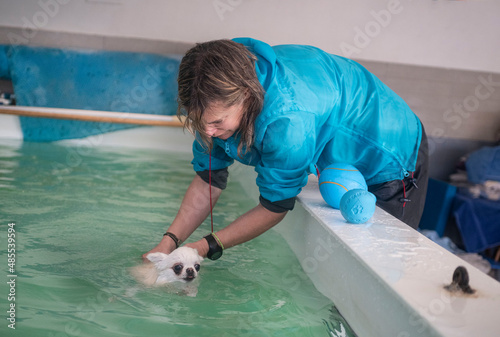 Картината върху платно chihuahua  swimming in a swimming poo