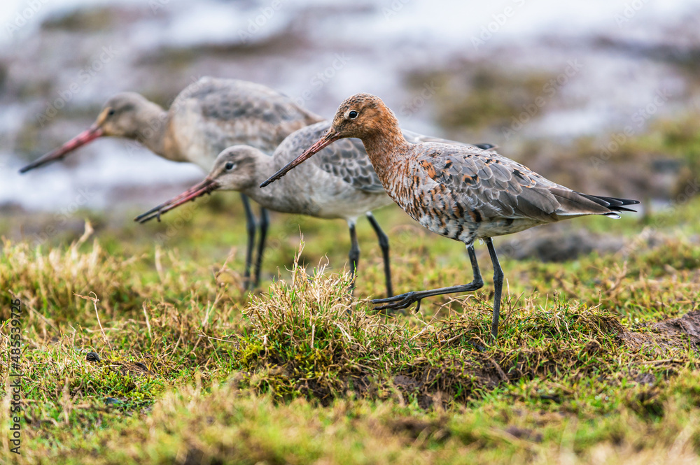 Black-tailed Godwit, Limosa limosa in environment Black-tailed Godwit, Limosa limosa in environment