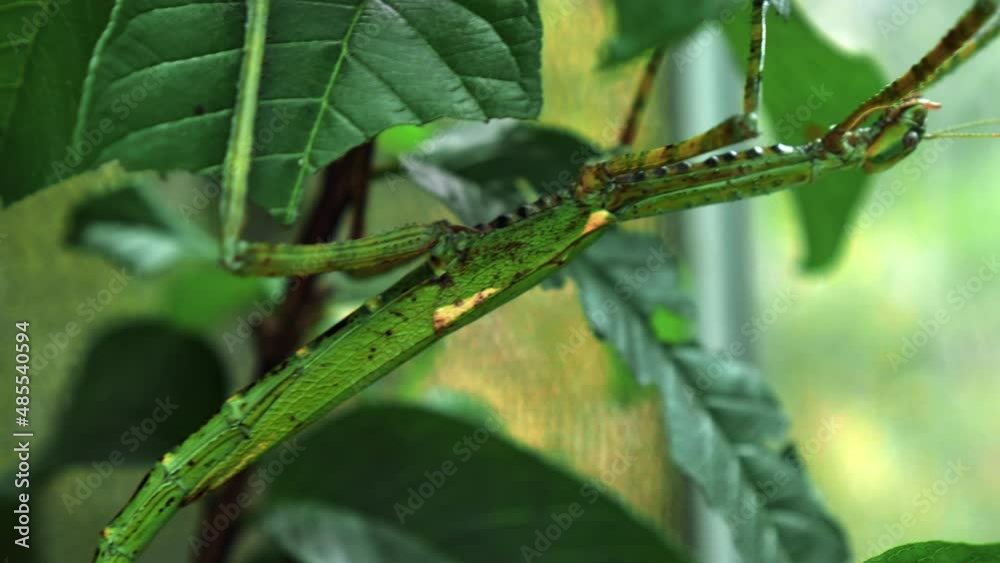 Large green Indonesian beetle the Phasmatoptera cyphocraniu gigas from the family of fowl sitting on the leaves