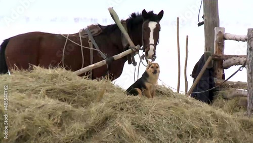A dog sits on a pile of hay and barks against the backdrop of a harnessed horse, on a ranch farm.