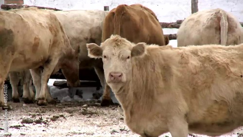 White cows walk and eat forage at the ranch farm in winter.