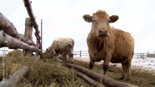 White cows eat grass forage at a ranch farm in winter.