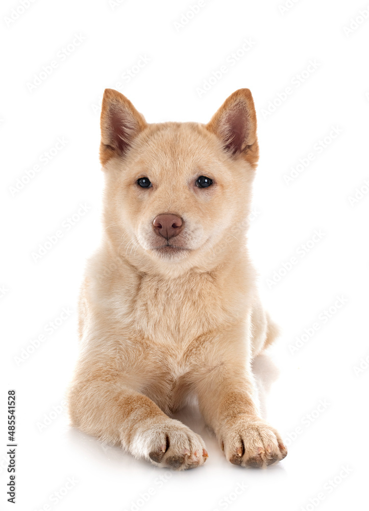 shiba inu in studio shiba inu in studio