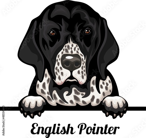 English Pointer - Color Peeking Dogs - dog breed. Color image of a dogs head isolated on a white background