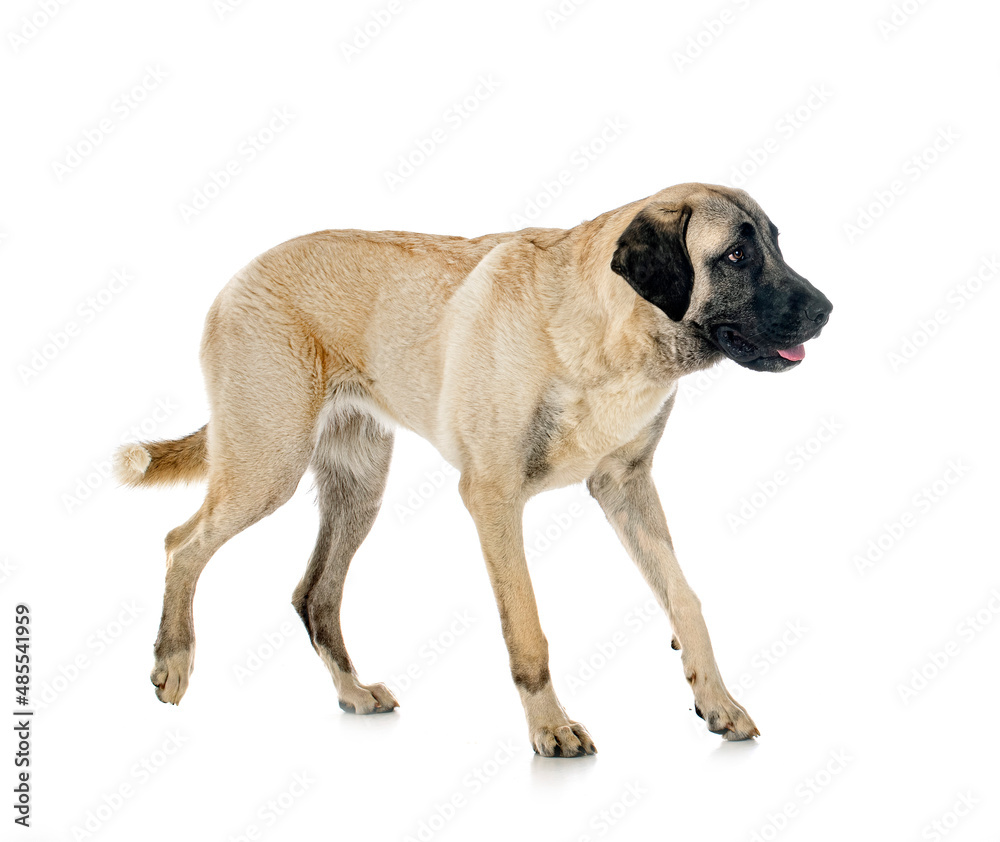 Obraz premium Kangal Shepherd Dog