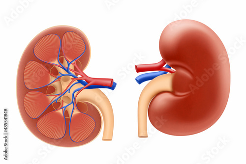 Human kidney. Internal organs anatomy. Urinary system. Realistic 3d Vector illustration.