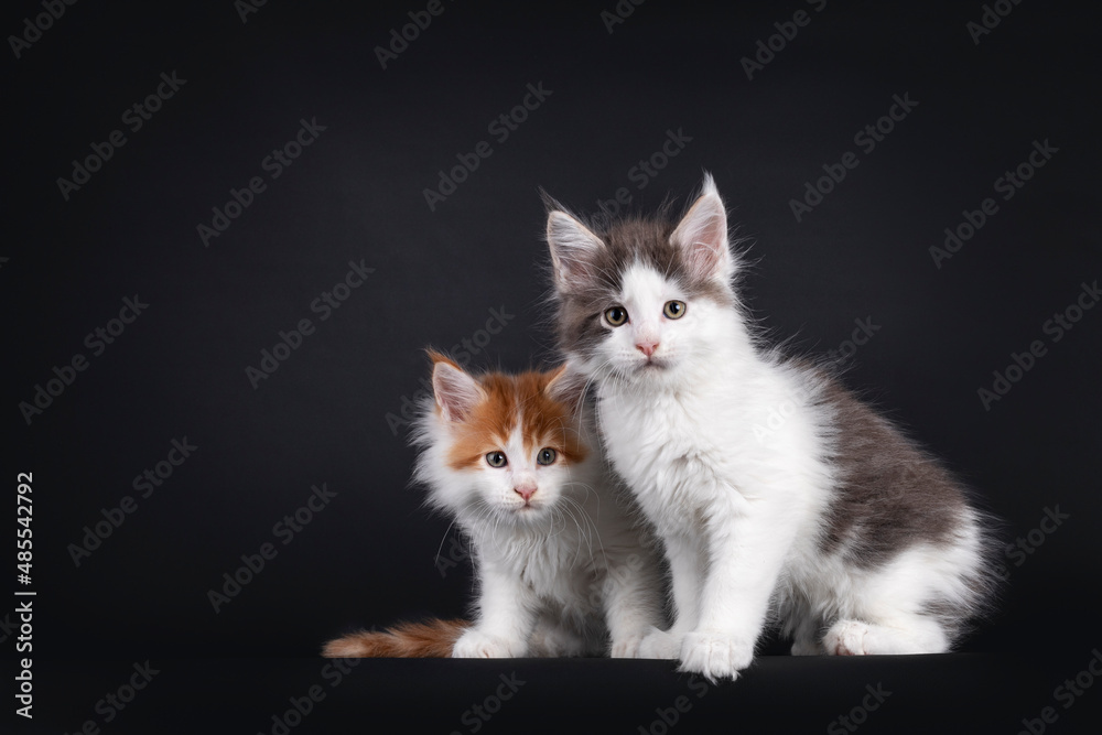 Two adorable Maine Coon cat kitten, sitting beside each other. Looking very curious towards camera. isolated on a black background.