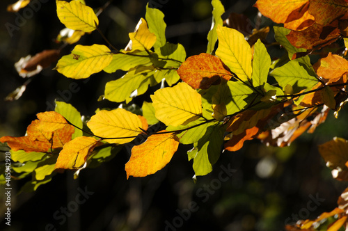 Buchenlaub im Herbst photo