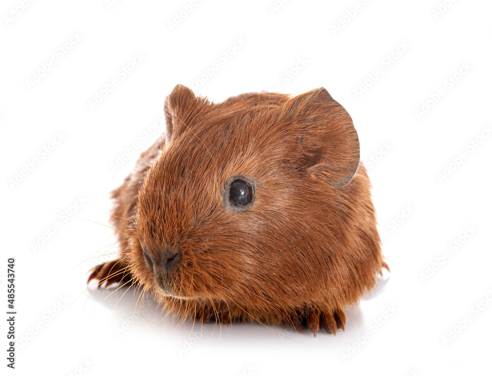 guinea pig in studio guinea pig in studio