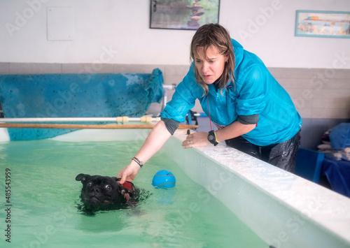 Konstfotografi staffordshire bull terrier  swimming