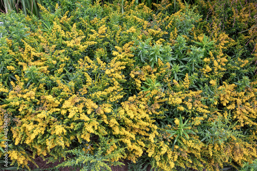 Dense carpet of goldenrod bushes, Solidago