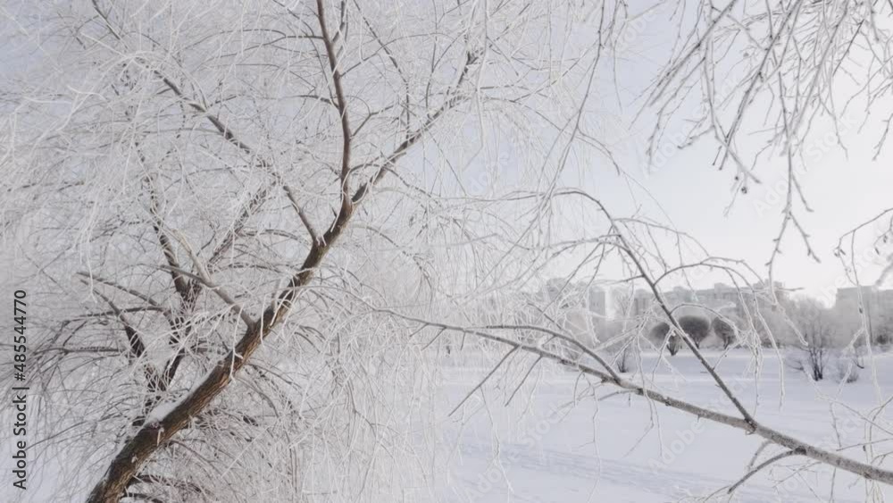 Birch branches in snow and hoarfrost against Birch branches in snow and hoarfrost against