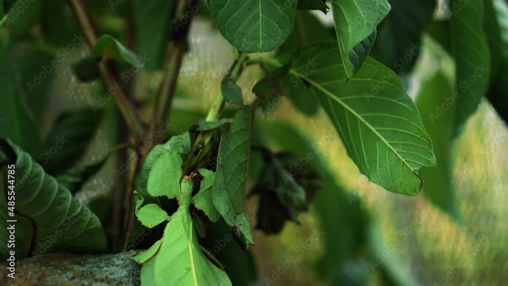 Leaf Insect the green Phylliidae sticking under a leaf and well camouflaged and themes towards the stem Leaf Insect the green Phylliidae sticking under a leaf and well camouflaged and themes towards the stem