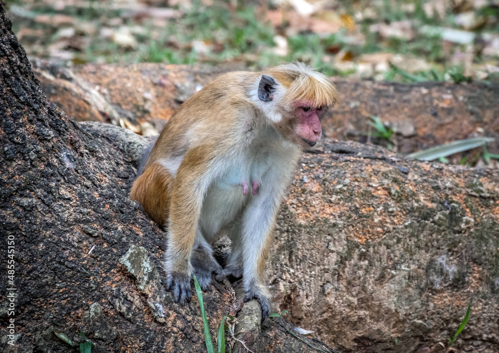 Makaken (Affen) auf Sri Lanka