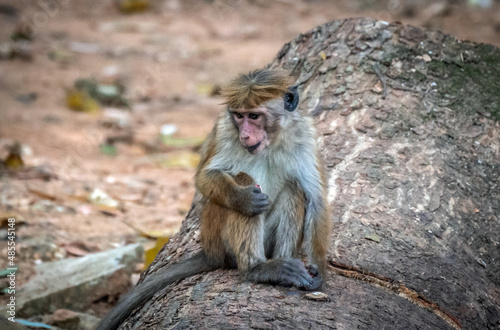 Makaken (Affen) auf Sri Lanka