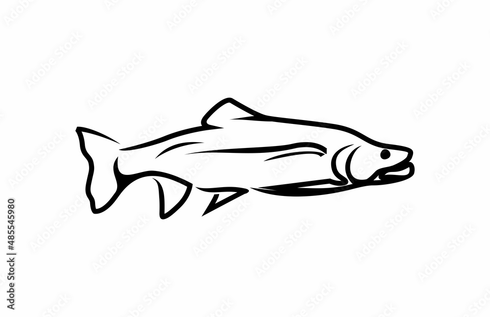 Fototapeta premium Trout Fish