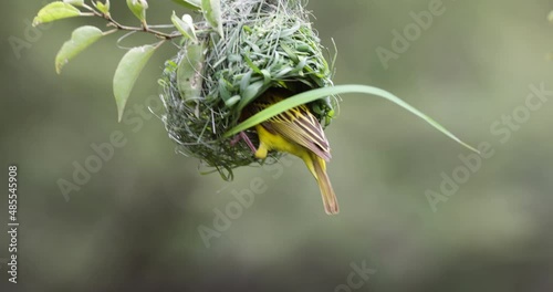 Slow motion.Close-up.Southern masked weaver bird building a new nest home 
