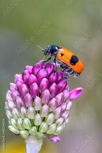 Ant bag beetle - Clytra laeviuscula - on ball-head onion or round-headed leek - Allium sphaerocephalon photo