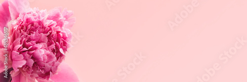 Pink peony on pink background with copy space  header. Floral wide panoramic web banner design