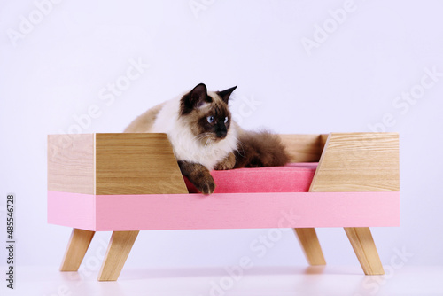photo shoot of a beautiful cat lying on a crib