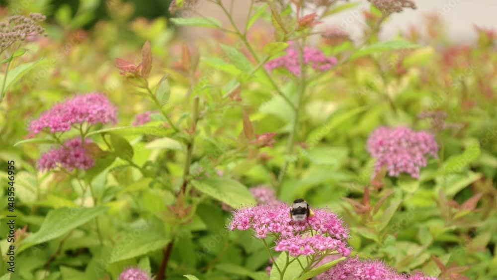 Bumblebee collects nectar on pink flowers in summer. Bee pollinates flowers in garden. Selective focus. Close-up. High quality 4k footage Bumblebee collects nectar on pink flowers in summer. Bee pollinates flowers in garden. Selective focus. Close-up. High quality 4k footage