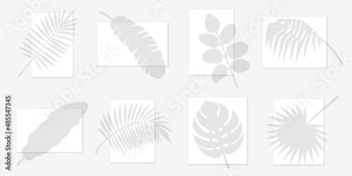 Tropical leaves shadow set, transparent overlay silhouettes. Vector palm branches for summer design, tropic resort or tour advertising, organic product package decoration.