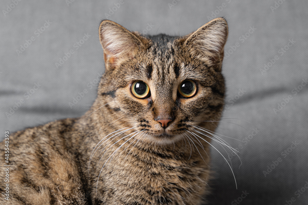 Tabby cat portrait with serious face expression. Pet friend studio shot 