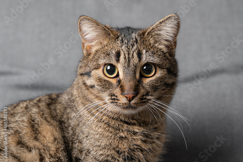 Tabby cat portrait with serious face expression. Pet friend studio shot  © troyanphoto