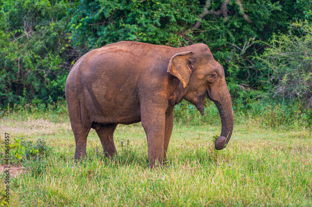 Elephants in the National Park Yala, Sri Lanka