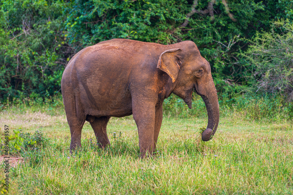Fototapeta premium Elephants in the National Park Yala, Sri Lanka