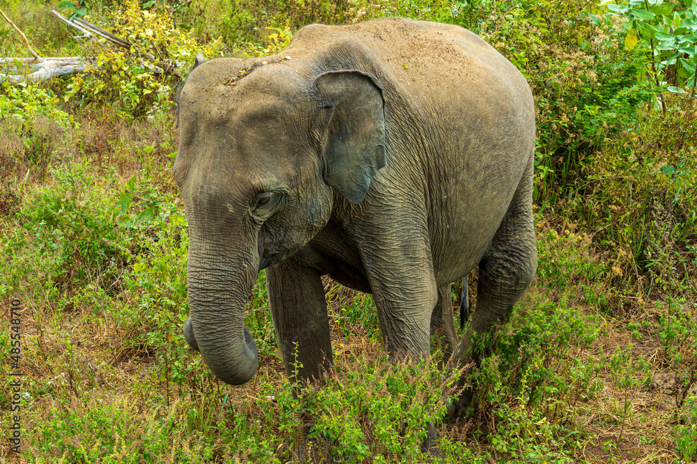 Elephants in the National Park Yala, Sri Lanka