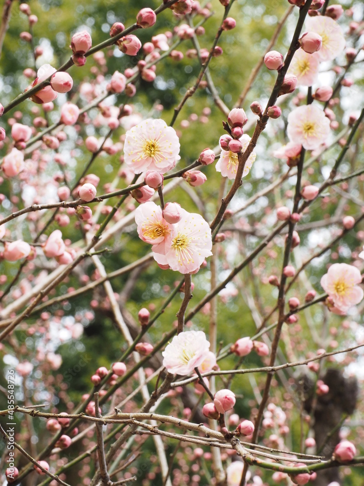 春のピンクの梅の花 春のピンクの梅の花