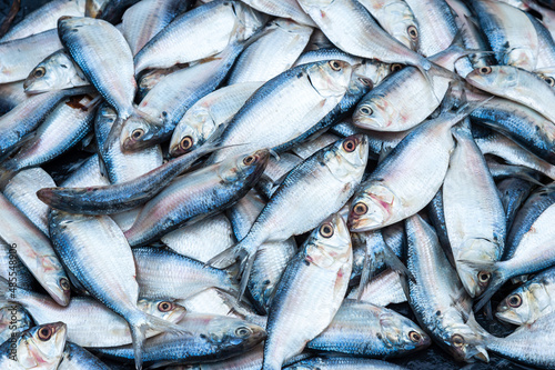 Fish on the Sri Lanka food market © alekseev