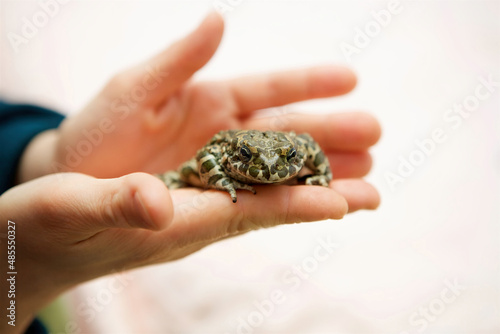 A toad in the hands of a man. The study of amphibian animals. Fauna and zoology.
