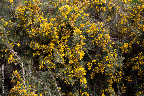 floral natural background yellow-green of Ulex Europaeus know as Gorse, bush with small bright yellow flowers