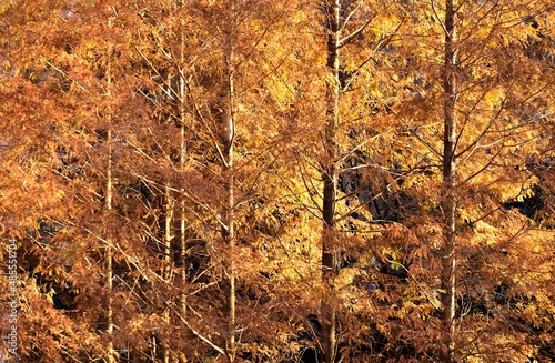 autumn leaves on the ground