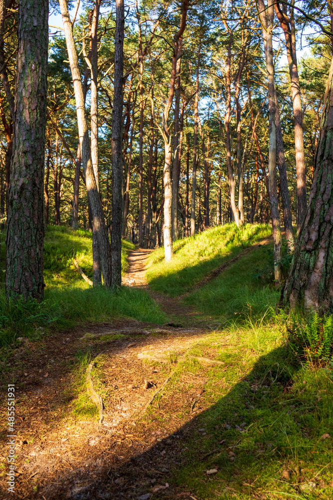 Fototapeta premium Im Nadelwald mit Fichten im Sommer.