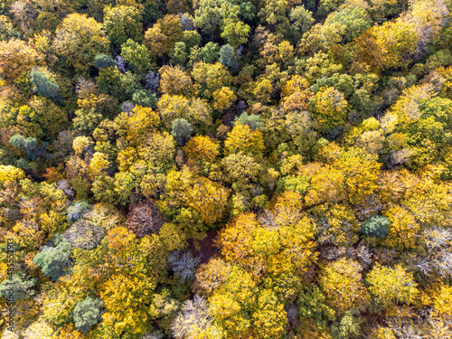 Autumn yellow and green forest aerial drone view