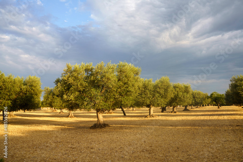 Rural landscape on Apulia between Bitonto and Conversano photo