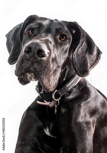 Great Dane dog portrait, one of the largest breeds in the world