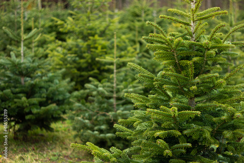 Christmas fir pine tree growing in a nursery near forest. Close up shot, shallow depth of field, no people